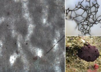 Scientists Find 890-Million-Year-Old Fossil, Could Be Of Oldest Animal On Earth