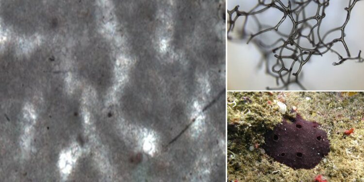 Scientists Find 890-Million-Year-Old Fossil, Could Be Of Oldest Animal On Earth