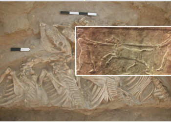 Part Donkey, Part Wild Ass, The Kunga Is The Oldest Known Hybrid Bred By Humans