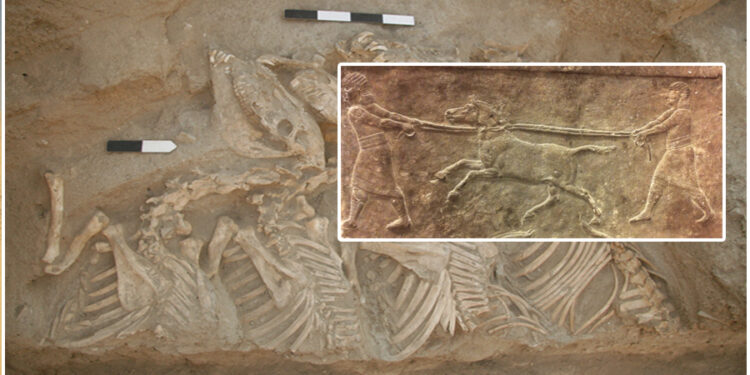 Part Donkey, Part Wild Ass, The Kunga Is The Oldest Known Hybrid Bred By Humans