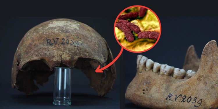 In 5,000-Year-Old Human Remains, The Oldest Strain Of Black Death Germs Was Discovered
