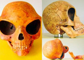 Mysterious Alien Sealand skull found in Olstykke: Remains Of An Extraterrestrial