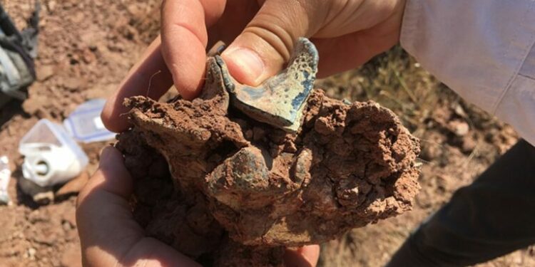 Balkanatolia: The Forgotten Continent That Reveals Mammalian Evolution