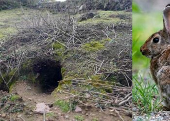 Rabbits Dig Up 9,000-Year-Old Artifacts On ‘Dream Island’