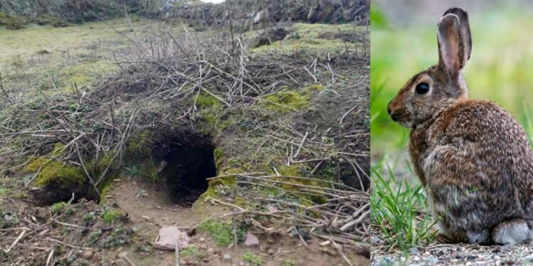 Rabbits Dig Up 9,000-Year-Old Artifacts On ‘Dream Island’