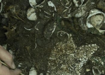 The Largest Aztec Temple Was Decorated With Over 100 Starfish