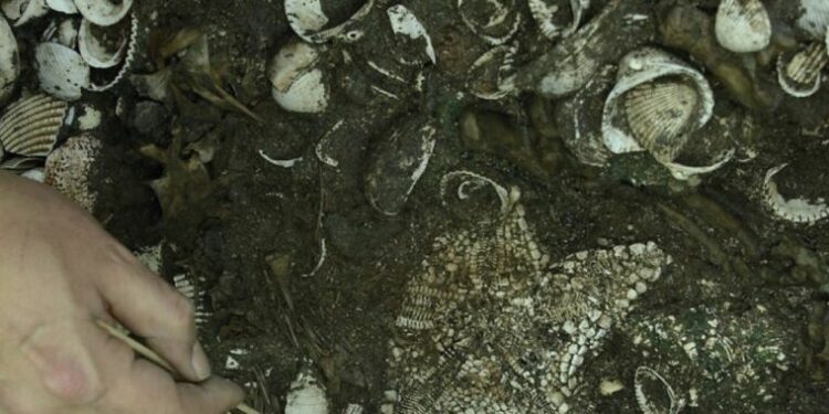 The Largest Aztec Temple Was Decorated With Over 100 Starfish