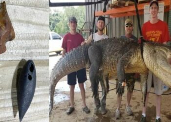 Prehistoric artifacts including a spear tip from 6,000 BC are found inside an alligator’s stomach