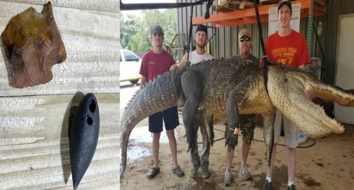 Prehistoric artifacts including a spear tip from 6,000 BC are found inside an alligator’s stomach