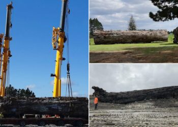 40,000-Year-Old Log Is Found Underneath New Zealand Swamp – Could Explain Earth’s Climate Mystery
