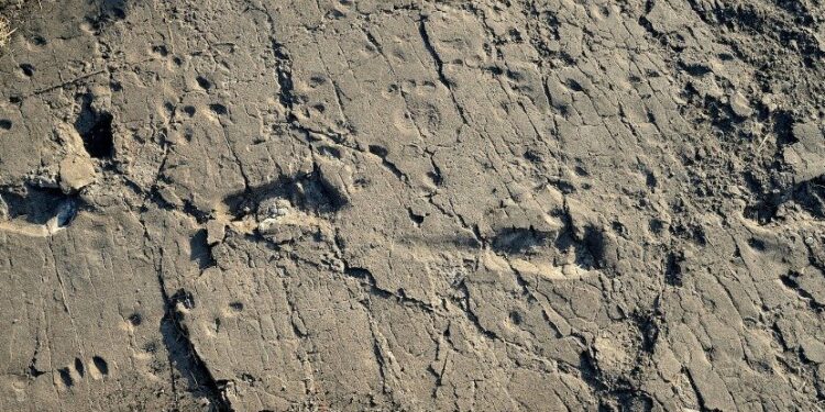 Scientists Have Found 3.7-Million-Year-Old Footprints From One of Our Tallest Ancestors