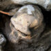 A Million-Year-Old Human Skull Has Prompted Scientists To Reconsider Early Human Evolution