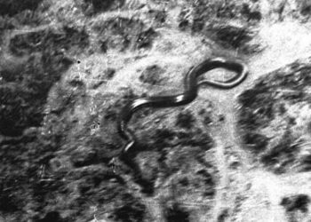 The Giant Congo Snake