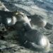 Somebody Else Is On The Moon: NASA Has Kept This A Secret For A Long Time