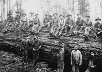 Vintage photos of the old-school lumberjacks who fell giant trees with axes, 1890-1935