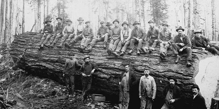 Vintage photos of the old-school lumberjacks who fell giant trees with axes, 1890-1935