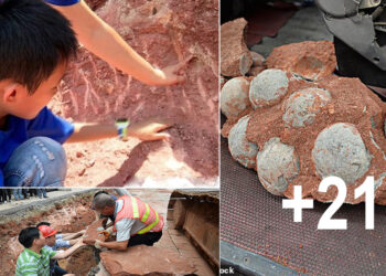 Science-loving boy, 10, discovers a nest of 11 dinosaur eggs after spotting a ‘strange stone’ in the ground while playing in a Chinese city