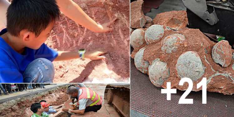 Science-loving boy, 10, discovers a nest of 11 dinosaur eggs after spotting a ‘strange stone’ in the ground while playing in a Chinese city