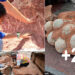 Science-loving boy, 10, discovers a nest of 11 dinosaur eggs after spotting a ‘strange stone’ in the ground while playing in a Chinese city
