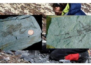 600 million-year-old fossils of tiny humanoids found in Antarctica