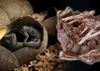 Incredibly preserved dinosaur embryo found inside fossilized egg