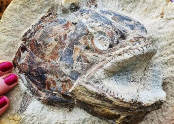 183-Million-Year-Old Fossil Fish From The Jurassic Unearthed In Farmers Field