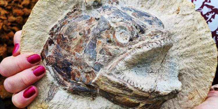 183-Million-Year-Old Fossil Fish From The Jurassic Unearthed In Farmers Field