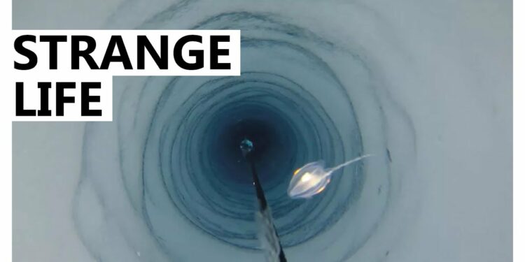 Scientists accidentally discovered life under 3,000 feet of ice in Antarctica