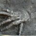 3600-year-old pits full of giant hands discovered in Egypt