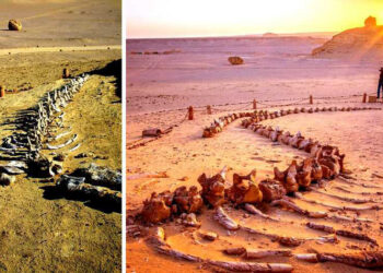 Valley Of Whales: 50 Million-Year-Old Site In Egypt’s Desert That Was Once Vast Ocean