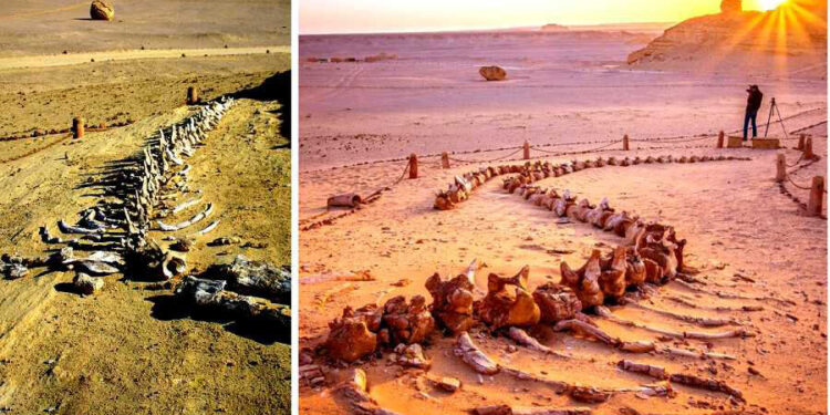 Valley Of Whales: 50 Million-Year-Old Site In Egypt’s Desert That Was Once Vast Ocean