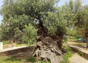 3,000-Year-Old World’s Oldest Olive Tree on the Island of Crete Still Produces Olives Today