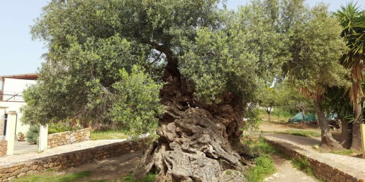 3,000-Year-Old World’s Oldest Olive Tree on the Island of Crete Still Produces Olives Today