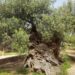 3,000-Year-Old World’s Oldest Olive Tree on the Island of Crete Still Produces Olives Today