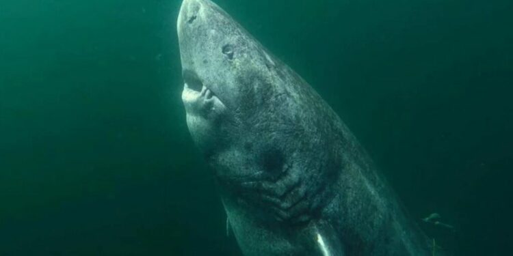 Massive Greenland Shark Believed To Be Up To 512 Years Old Has Been Found