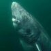 Massive Greenland Shark Believed To Be Up To 512 Years Old Has Been Found