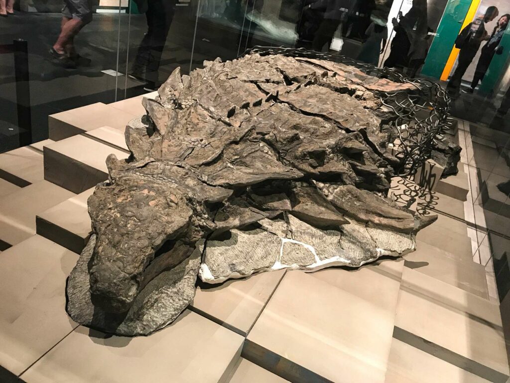 110-million-year-old dinosaur very well preserved accidentally discovered by miners in Canada - Archaeology and Ancient Civilizations