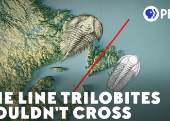 There’s An Invisible Ocean Between These Fossils