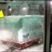 Scientists Discover 40.000 Years Old Ice Coffin, The Creature Inside Still Alive!