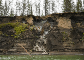 46,000-Year-Old Worm Possibly Revived from Siberian Permafrost