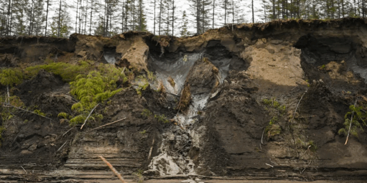 46,000-Year-Old Worm Possibly Revived from Siberian Permafrost