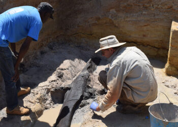Half-million-year-old ‘Lincoln Logs’ may be first wood structure made by ancient humans