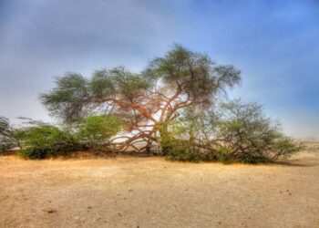 The mysterious ‘Tree of Life’ in Bahrain – A 400 years old tree in the middle of the Arabian desert!