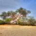 The mysterious ‘Tree of Life’ in Bahrain – A 400 years old tree in the middle of the Arabian desert!