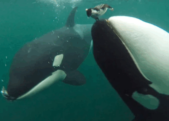 Wild killer whales filmed offering food to humans – here’s what scientists think it means