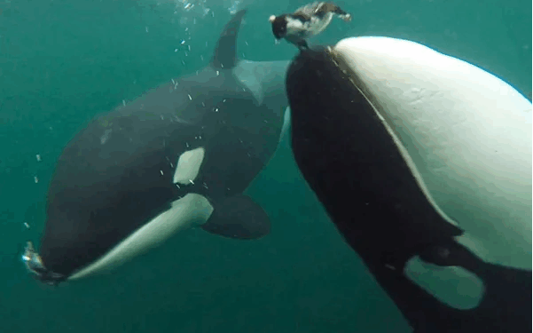 Wild killer whales filmed offering food to humans – here’s what scientists think it means