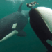 Wild killer whales filmed offering food to humans – here’s what scientists think it means