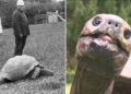 World’s oldest living land animal, Jonathan, turns 191 years old