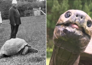 World’s oldest living land animal, Jonathan, turns 191 years old
