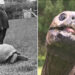 World’s oldest living land animal, Jonathan, turns 191 years old